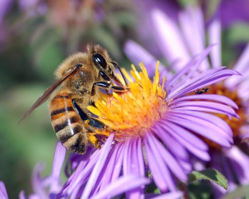 1367px-European_honey_bee_extracts_nectar 1367px-European_honey_bee_extracts_nectar
